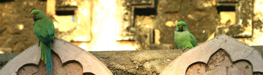 Meredith W. Watts Yogablog