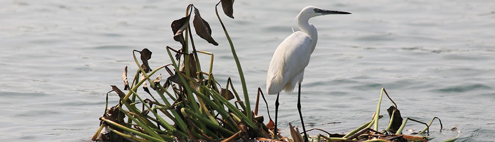 Meredith W. Watts Yogablog